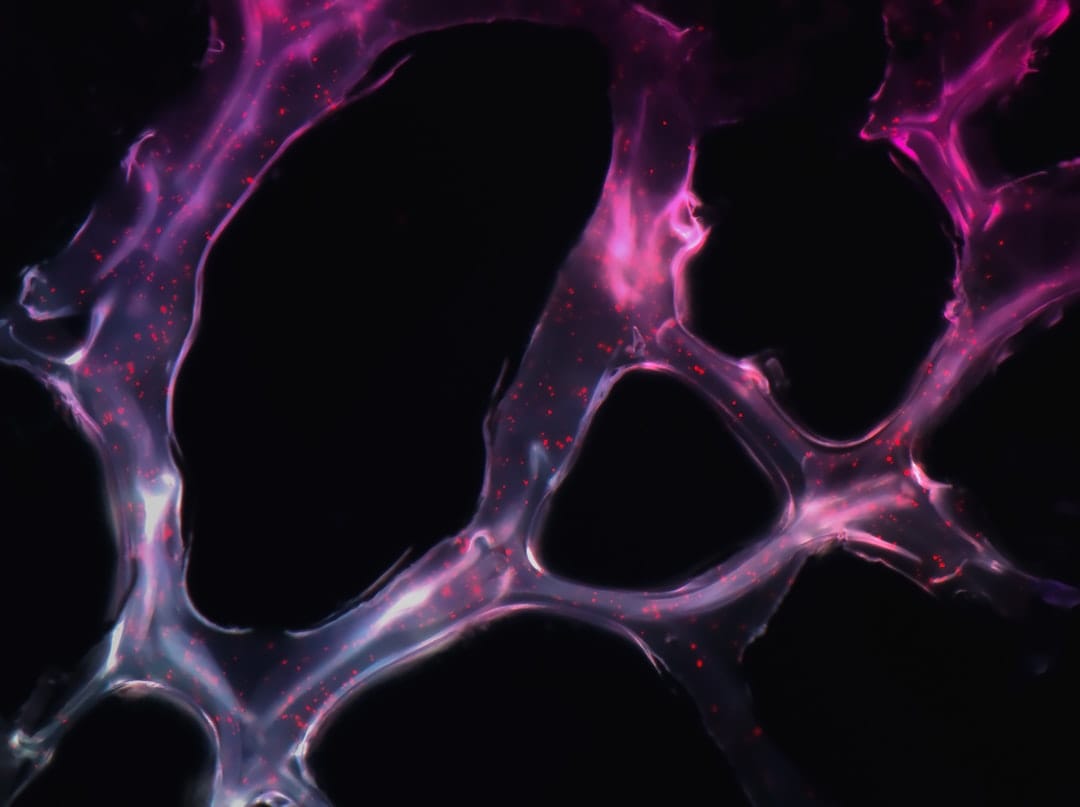 Article image by National Cancer Institute
