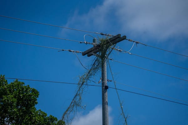 What 1,500 Residents Lost When Overgrown Bushes Hid a Cable Theft in Groenkloof