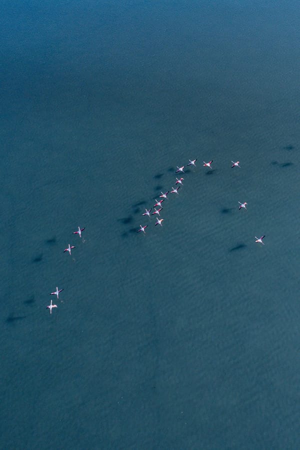 Where to Spot Europe’s Rarest Birds: 15 Must Visit Destinations for Avid Birdwatchers