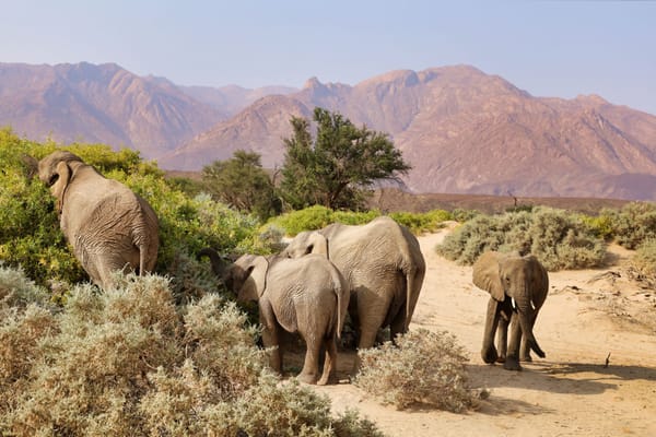 How Namibia’s Desert Elephants Survive 100 Kilometers Without Water: Inside the Hoanib Elephant Camp Experience