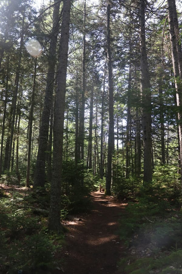 Can Listening to Maine’s Forests and Lakes Reduce Your Stress? New Audio Journeys Say Yes