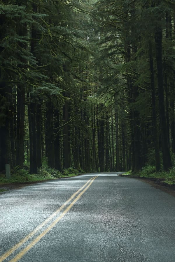 Drivers Take Note: Pumas Mean 22% Fewer Deer-Vehicle Collisions, Study Finds