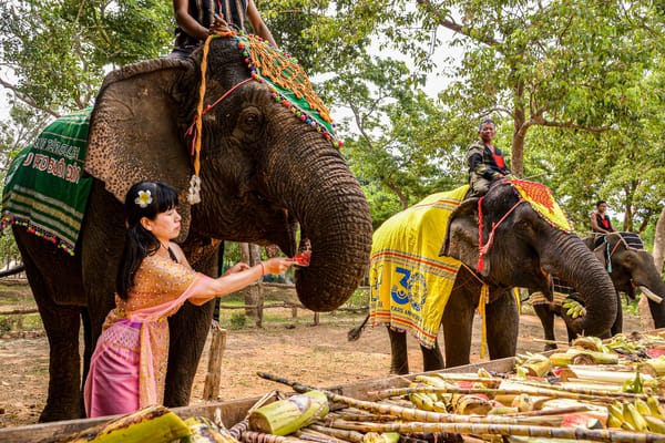 Discover Ancient Blessings and Modern Elephant Science at World Elephant Day 2026 in Thailand’s Golden Triangle