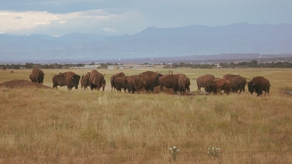 Bison DNA Study Rewrites 200,000 Years of History. Here's What It Means for Their Survival