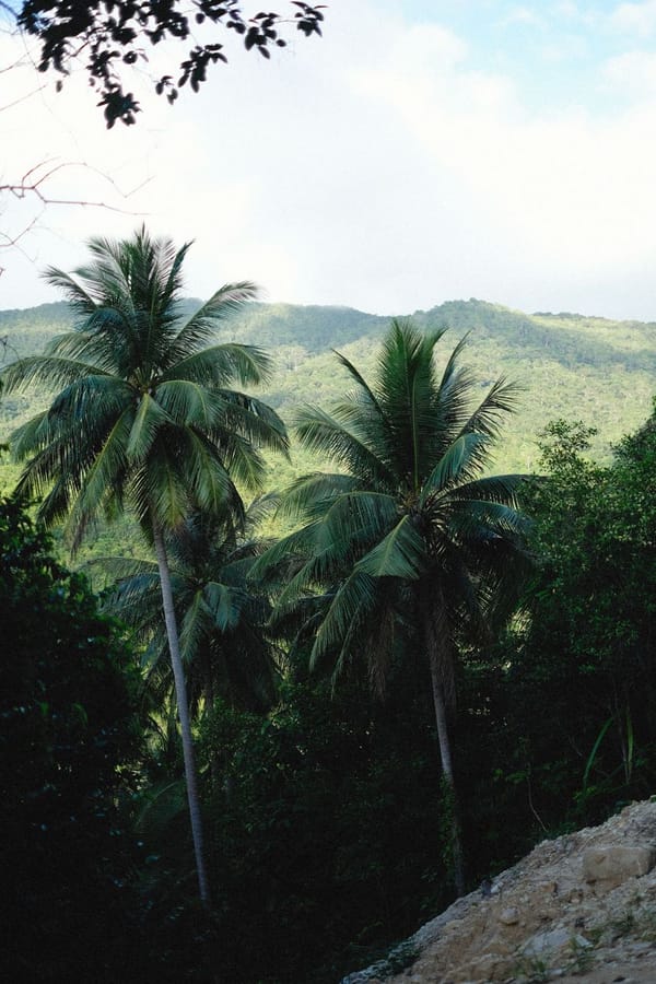 Frederic Church in Jamaica: Grief, Colonial History, and Rare Sketches at Cooper Hewitt